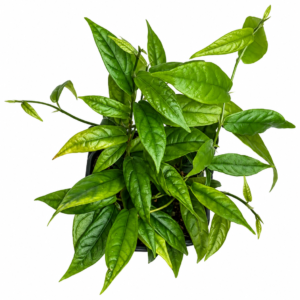 Ficus sagittata
