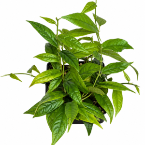 Ficus sagittata