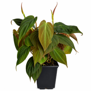 Philodendron micans
