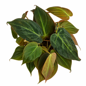 Philodendron micans