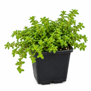 Pilea microphylla