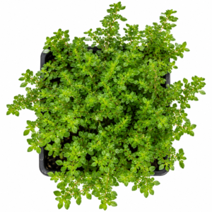 Pilea microphylla