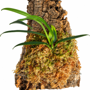 Anthurium bakeri en bornizo