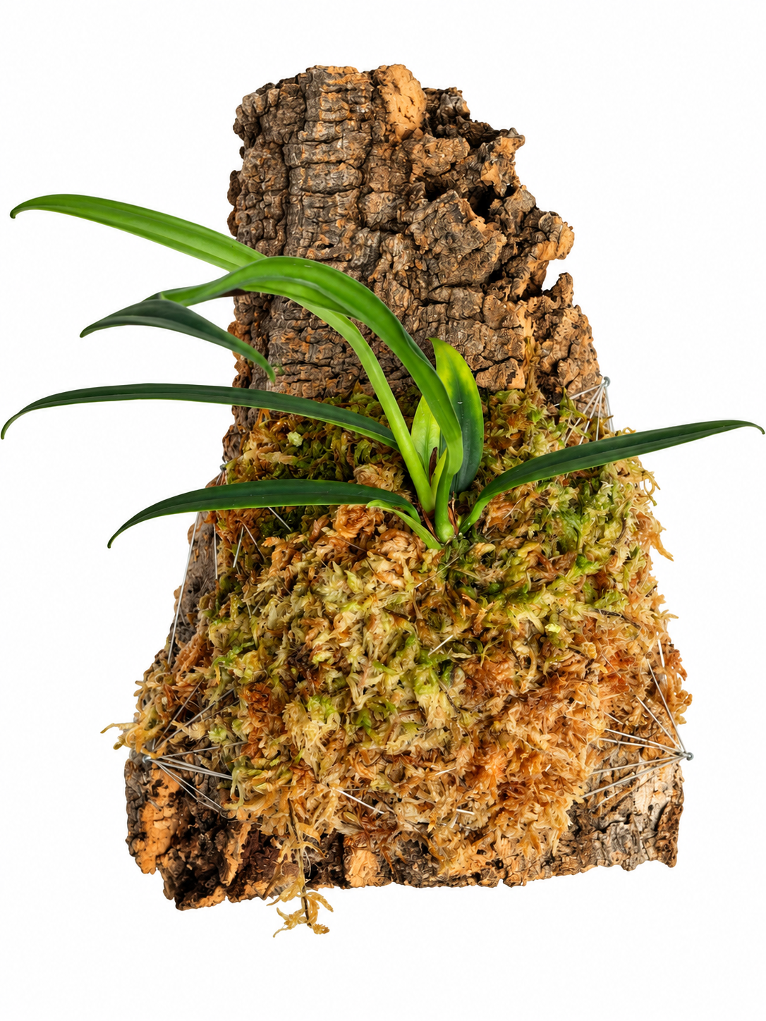 Anthurium bakeri en bornizo