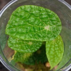 Begonia microsperma