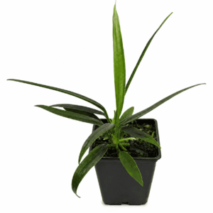 Anthurium bakeri