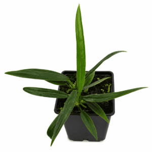 Anthurium bakeri