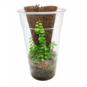 Marcgravia sp ‘green’