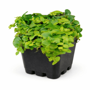 Marcgravia sp ‘green’