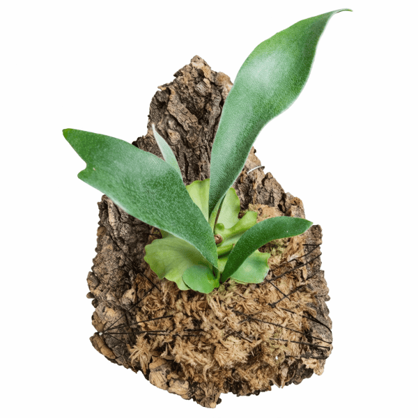 Platycerium bifurcatum