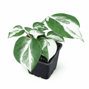 Epipremnum aureum ‘N’Joy’