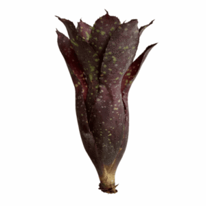 Neoregelia chlorosticta