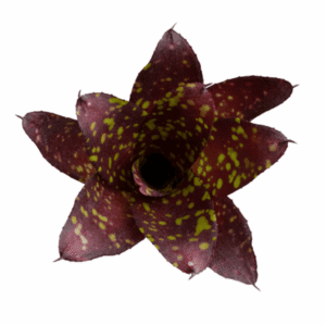 Neoregelia chlorosticta