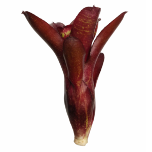 Neoregelia dartanion