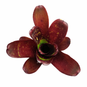 Neoregelia dartanion