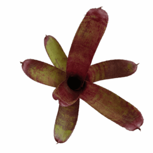 Neoregelia felix