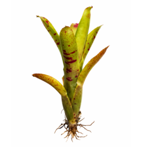 Neoregelia outrigger