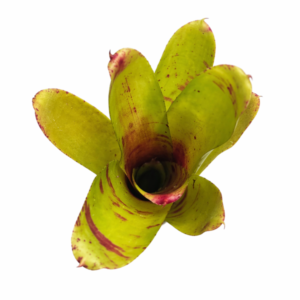 Neoregelia outrigger