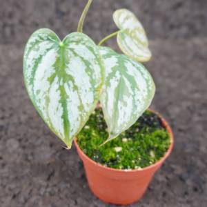 Philodendron brandtianum