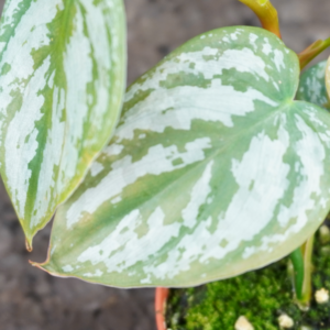 Philodendron brandtianum - Imagen 2