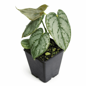 Philodendron brandtianum