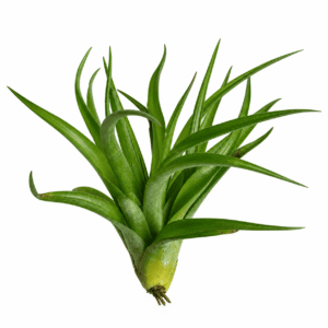 Tillandsia brachycaulos var. brachycaulos