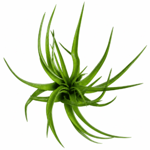 Tillandsia brachycaulos var. brachycaulos