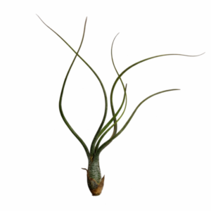 Tillandsia butzii