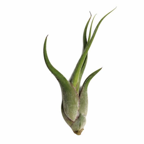 Tillandsia caput-medusae