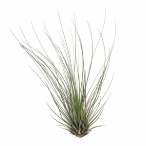 Tillandsia filifolia
