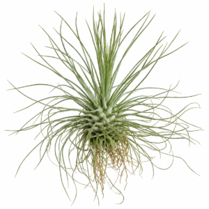 Tillandsia fuchsii f. gracilis