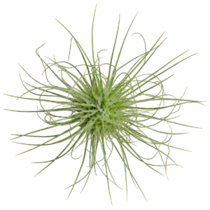 Tillandsia fuchsii f. gracilis