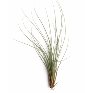 Tillandsia juncea