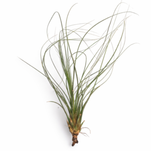 Tillandsia juncifolia