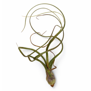 Tillandsia pseudobaileyi