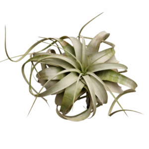 Tillandsia xerographica