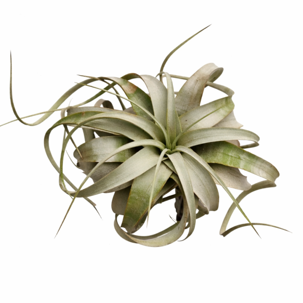 Tillandsia xerographica