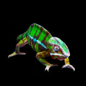 Terrario Madagascar L