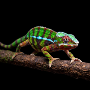 Terrario Madagascar L