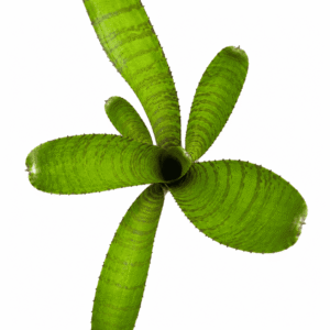 Neoregelia WL Tiger