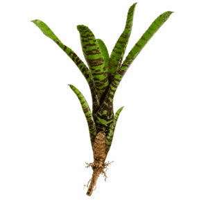 Neoregelia WL Tiger