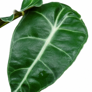 Alocasia amazonica Polly