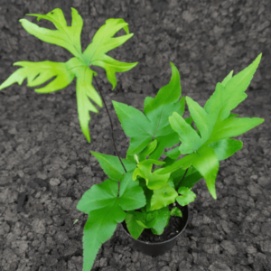 Doryopteris pedata, planta tropical para terrarios disponible en Kanaky Terraria