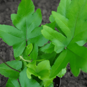 Doryopteris pedata - Imagen 2