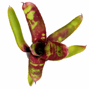 Neoregelia Demeter