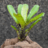 Neoregelia WL Tiger
