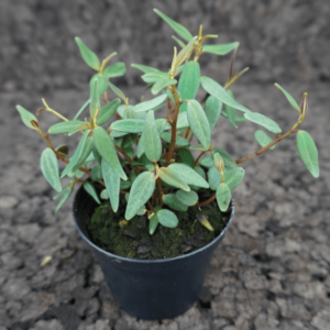 Peperomia jamesoniana