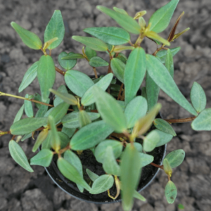 Peperomia jamesoniana - Imagen 2