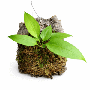 Anthurium gracile en bornizo