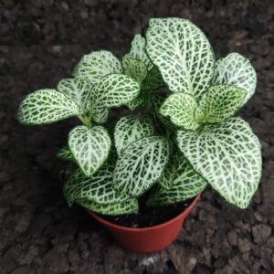 Fittonia albivenis var. argyroneura